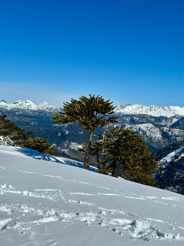 Snowmobile in Chile at Escoriales Summer 2026